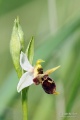 Ophrys_oestrifera_03